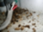 厨房の壁床接点に散乱しているチャバネゴキブリの死骸と卵鞘