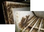 キッチン下の扉ゴムパッキン付近と、食器水切り棚に営巣したチャバネゴキブリの巨大な巣